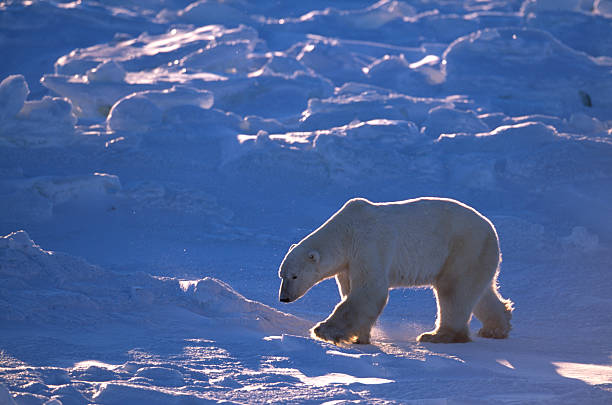 istock One Wild Polar Bear Walking on Icy Hudson Bay 157339354
