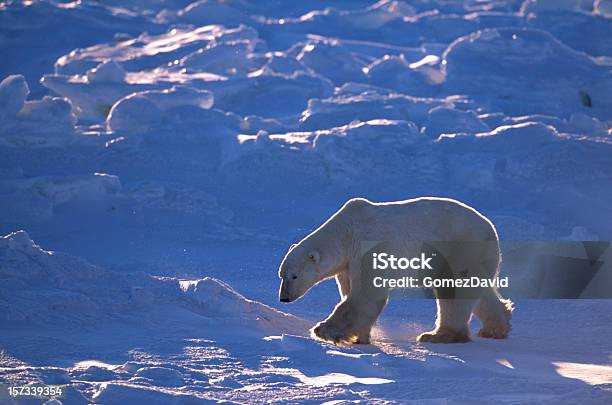 Uma Selvagem Urso Polar Andar No Gelo Baía De Hudson - Fotografias de stock e mais imagens de Canadá