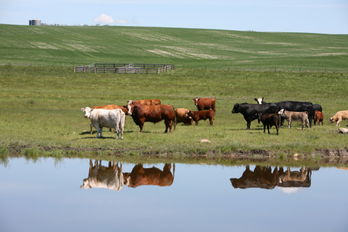 Beautiful Livestock reflection with a variety of Cattle on ranch. Some newborn. Alberta. 
