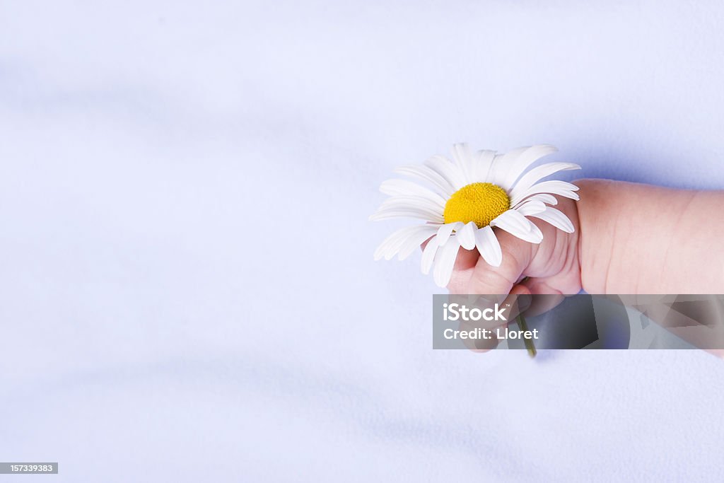 Baby's hand mit Gänseblümchen - Lizenzfrei Baby Stock-Foto
