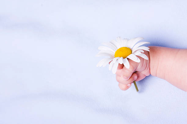 Mani del bambino con Daisy - foto stock