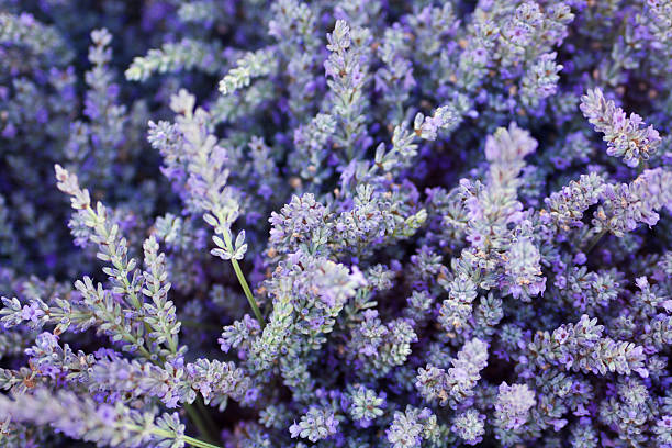 パープルのラベンダーハーブとスパイスの花の背景の質感 - lavender coloured ストックフォトと画像