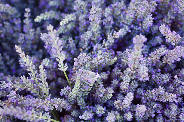 Purple Lavender Flower Herb and Spice Background Texture Subject: Close-up of a bouquet of lavender. homeopathic medicine photos stock pictures, royalty-free photos & images