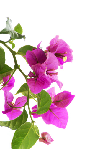 Exotic pink Bougainvilleas against a white background     