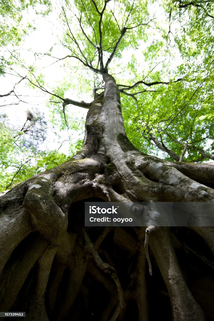 Buche Wurzeln - Lizenzfrei Baum Stock-Foto