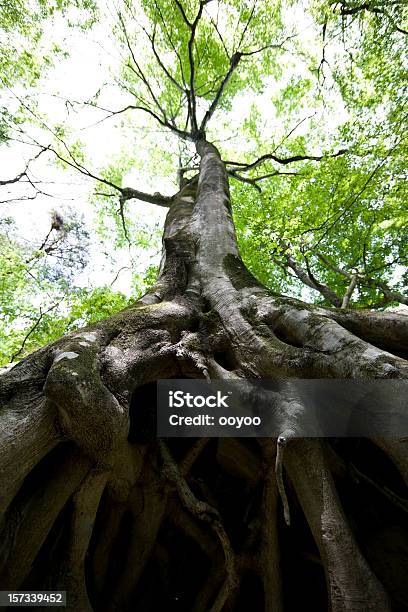 Buche Wurzeln Stockfoto und mehr Bilder von Baum - Baum, Wurzel, Abstrakt