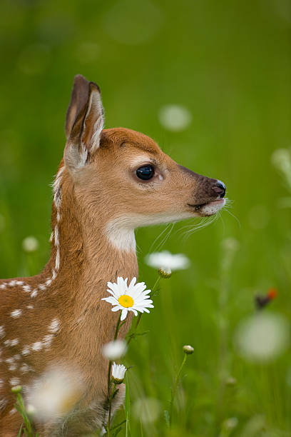 istock Whitetail fawn deer in flora. 157339556