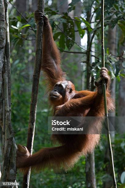 Orangután Montaje Foto de stock y más banco de imágenes de Colgar - Colgar, Orangután, Árbol