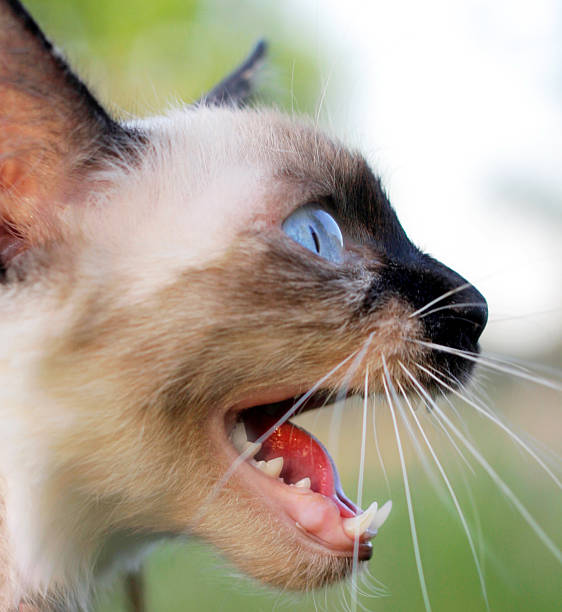 siam cat con boca abierta y ojos azules foto de cabeza - domestic cat anger hissing aggression fotografías e imágenes de stock