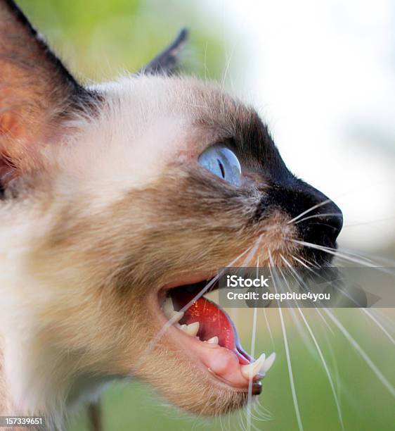 Siam 자본가 입을 벌리고 블루 아이즈 헤드 슛 애완고양이에 대한 스톡 사진 및 기타 이미지 - 애완고양이, 불쾌한, 걱정하는