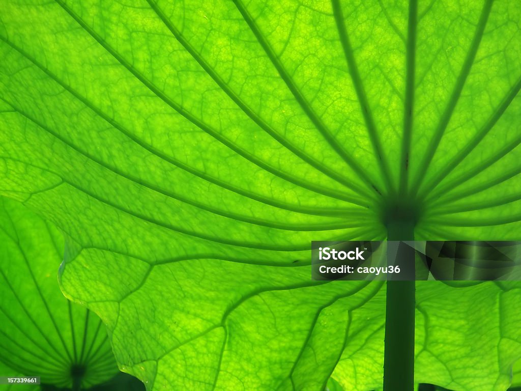 Foglia di loto - Foto stock royalty-free di Ninfea