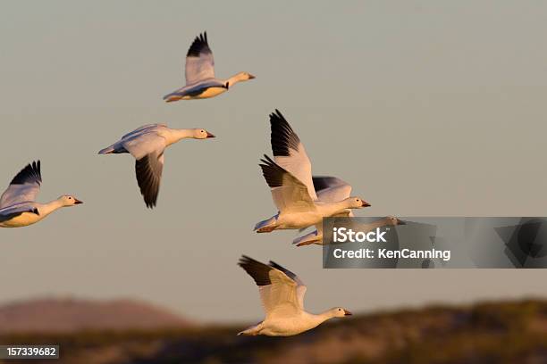 Oca Delle Nevi Stormo In Volo Al Tramonto - Fotografie stock e altre immagini di Stormo di uccelli - Stormo di uccelli, Uccello, Migrazione animale