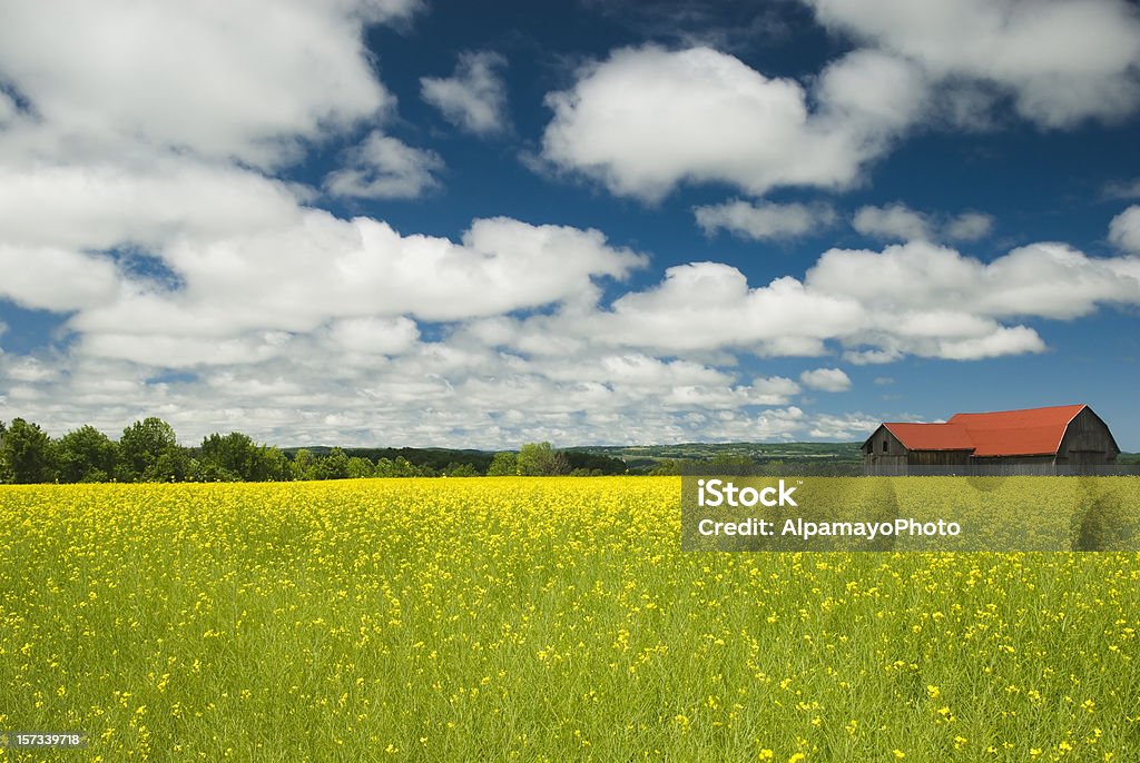 Fienile in Canola (campo di colza-I - Foto stock royalty-free di Ontario - Canada