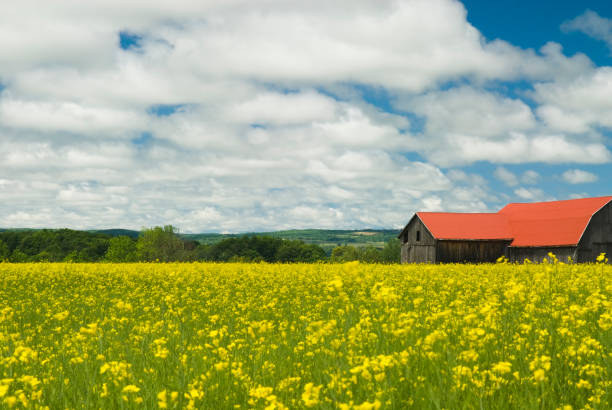 istock Barn in Canola (Rapeseed) field - III 157339719