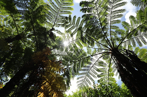 Norfolk Island Palms.