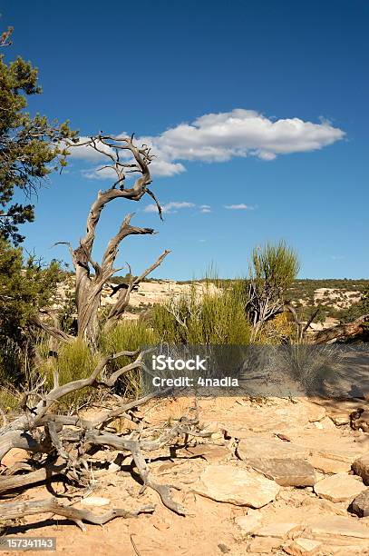 Enebro De Muertos Y Cloud Foto de stock y más banco de imágenes de Aire libre - Aire libre, Belleza de la naturaleza, Cielo