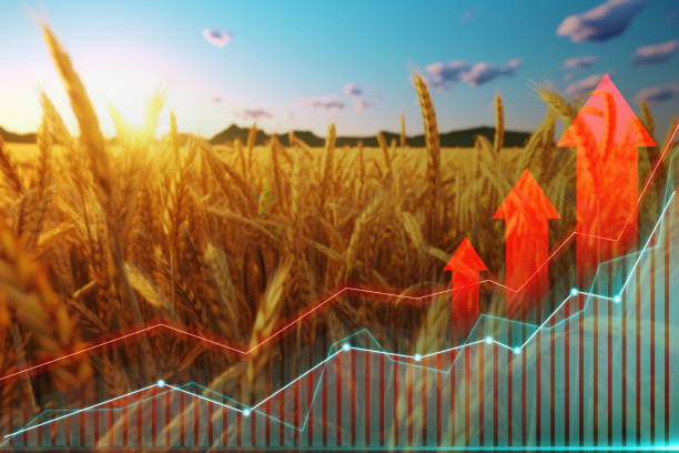 istock Wheat price increase and diagram with three arrows 1573417756