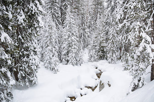 Winter forest in Bansko. stock photo