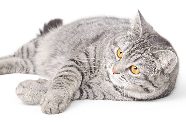 Isolated grey cat stock photo