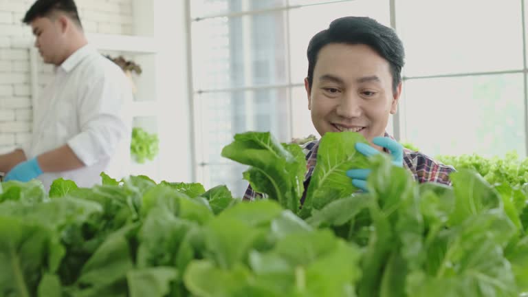 Farmers maintain indoor farm produce.