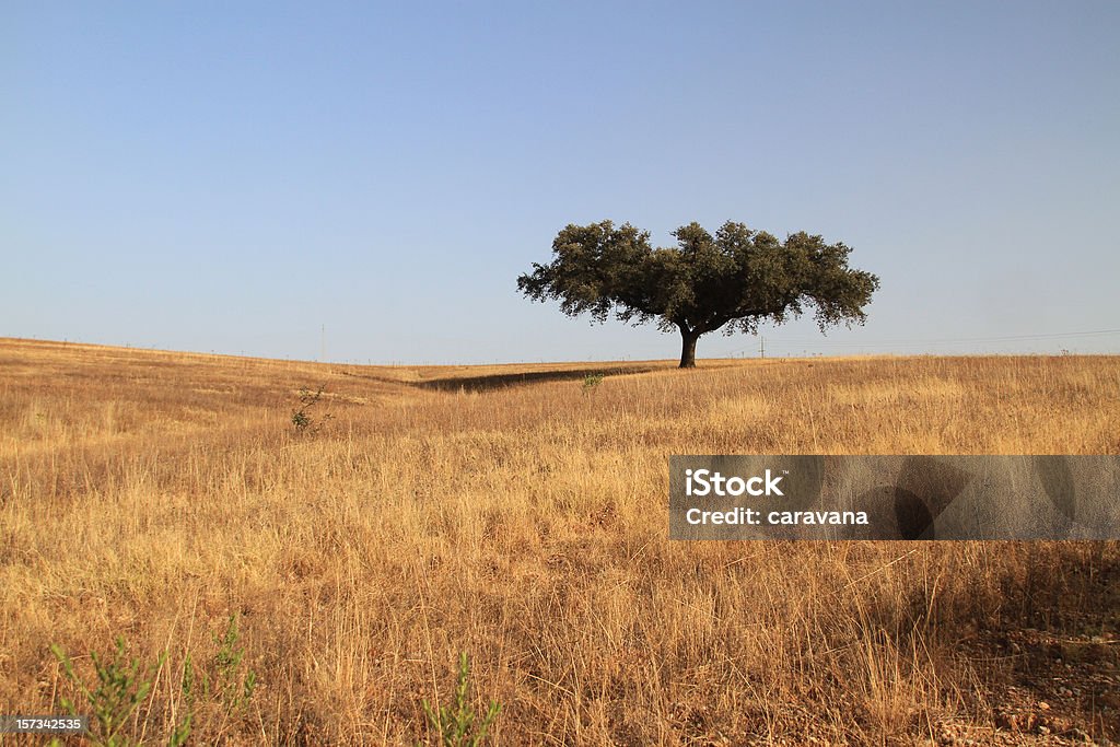 Cork tree Cork tree in Alentejo plain, Portugal Agricultural Field Stock Photo