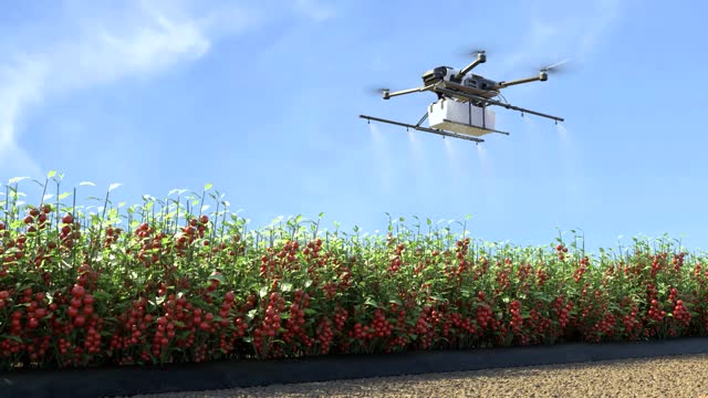 Drone spraying fertilizer tomato garden, Smart farming innovation, Agriculture technology