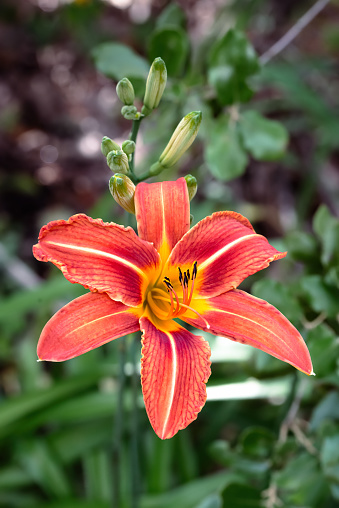 Orange and red Orange Day Lily with white stripes under the warm spring sun