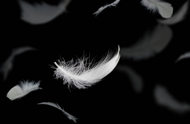 istock Abstract White Bird Feathers Falling in The Dark. Freedom, Softness Floating White Feathers on Black Background. 1573460419
