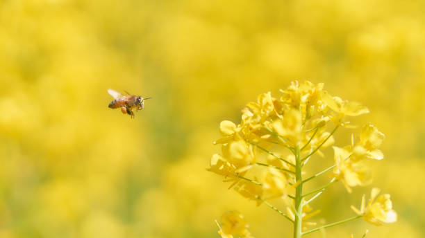 istock Close-up of a bee collecting pollen from a rapeseed flower 1573473012