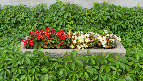 Red White Flowers on Flower Bed, Decorative Urban Flowerbed, Street Floral Decoration with Lush Foliage