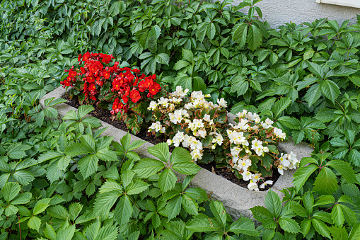 Red White Flowers on Flower Bed, Decorative Urban Flowerbed, Street Floral Decoration with Lush Foliage
