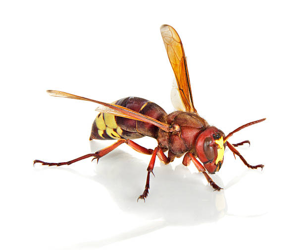 istock Close up of wasp 157347343