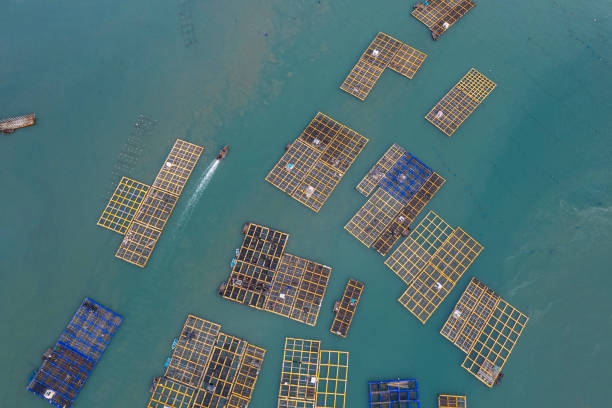 istock A ship is sailing between the floating boards of a fishing farm 1573473646