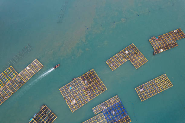 istock A ship is sailing between the floating boards of a fishing farm 1573473649