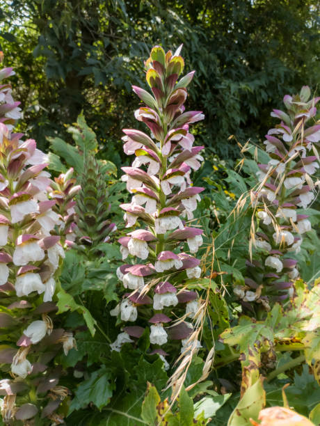 Acanthus mollis stock photo