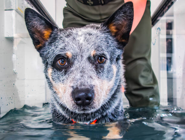 idroterapia australian cattle dog su tapis roulant con aiutante. - physical therapy hydrotherapy swimming healthcare and medicine foto e immagini stock