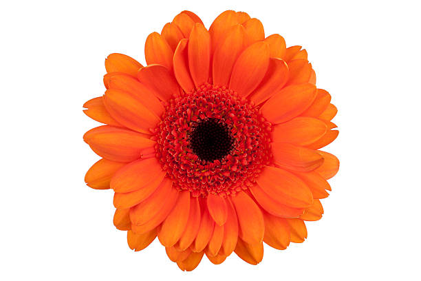 istock Large flower with petals of orange gerbera 157347442