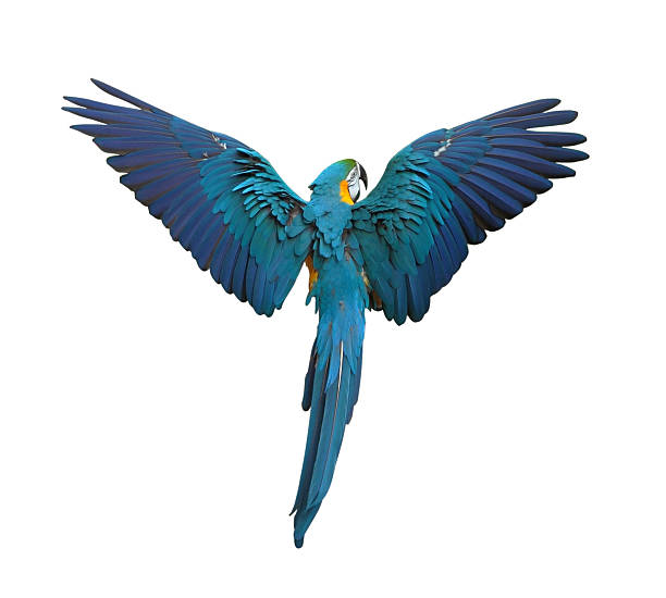 bunte papagei fliegen mit flügel verteilt, isoliert auf weiss - papagei stock-fotos und bilder