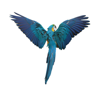 Loro coloridas volando con alas de extensión aislado en blanco photo
