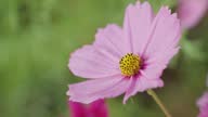 istock Close up bees eating pollen on cosmos flowers, blooming in garden. Colorful cosmos flowers in spring morning. Cosmos flowers at the farm sunrise morning. Wallpaper, copy space. Animals life concept. 1573487188