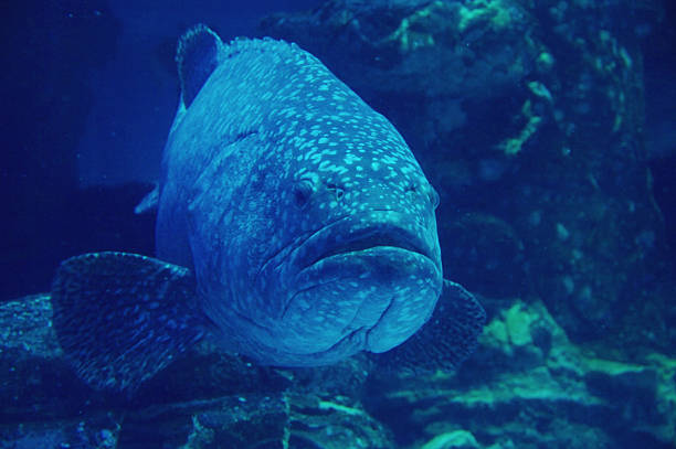 Goliath grouper stock photo