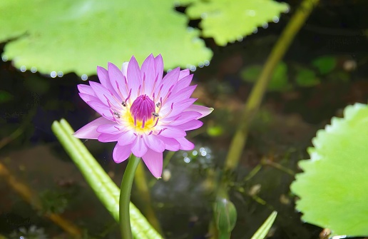 a photography of a purple flower in a pond with green leaves, purple flower with yellow center surrounded by green leaves in pond.