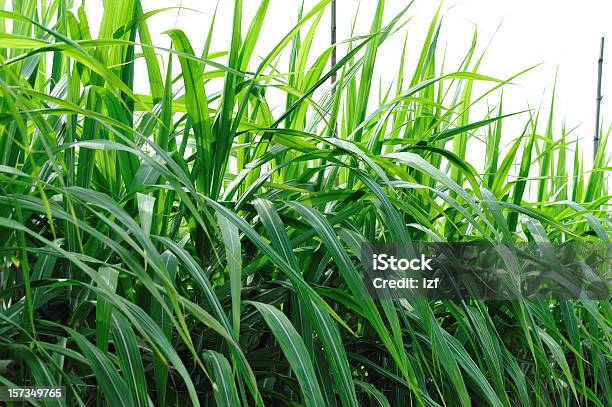 Foto de Folhas De Canadeaçúcar e mais fotos de stock de Agricultura - Agricultura, Arbusto, Botânica - Assunto