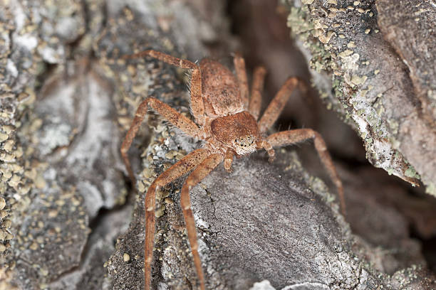 istock Hunting Spider camouflaged on wood, macro photo 157349923