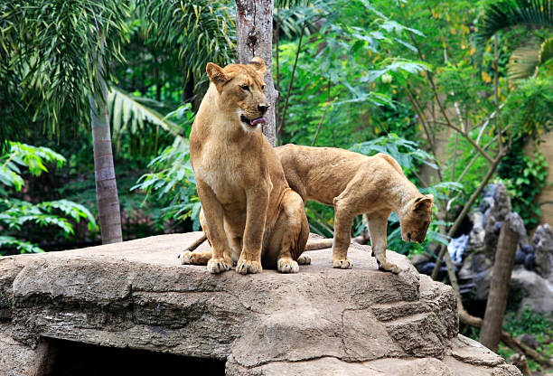 istock Family of lions 157350743