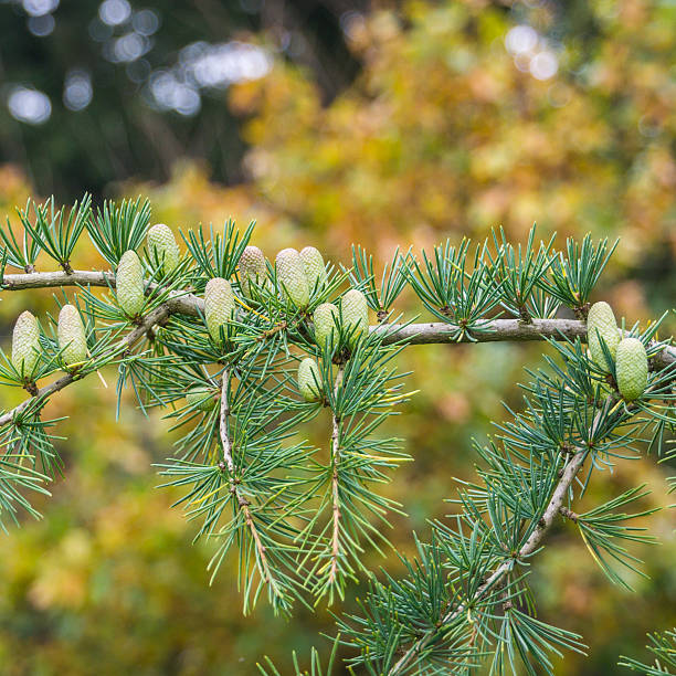 fresco pinecone - autumn branch exbury exbury gardens foto e immagini stock