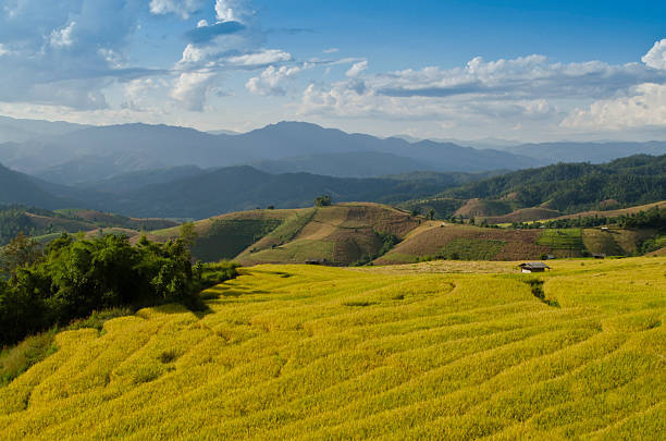 Terraço de Arroz do norte da Tailândia - foto de acervo