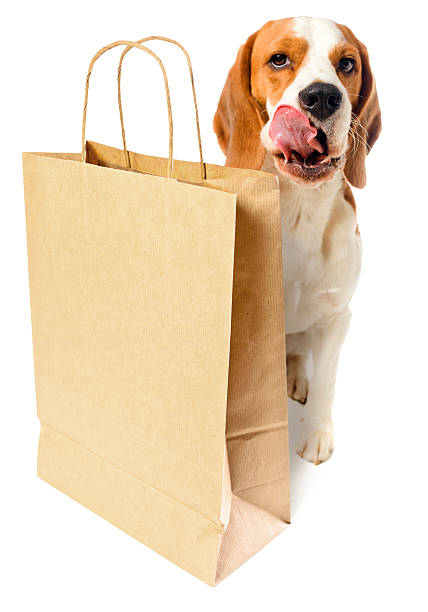 istock dog with paper bag 157351165
