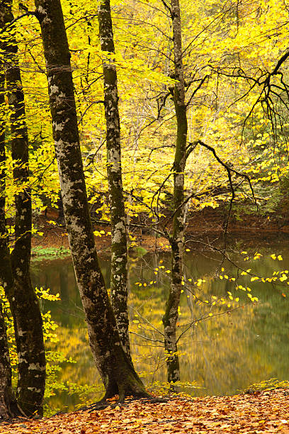 istock autumn in the Seven Lakes 157351221