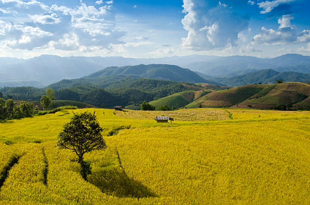 Terraço de Arroz do norte da Tailândia - foto de acervo